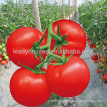 AT051 Tuoduo tamaño medio de fruta determinado tomate semilla empresa